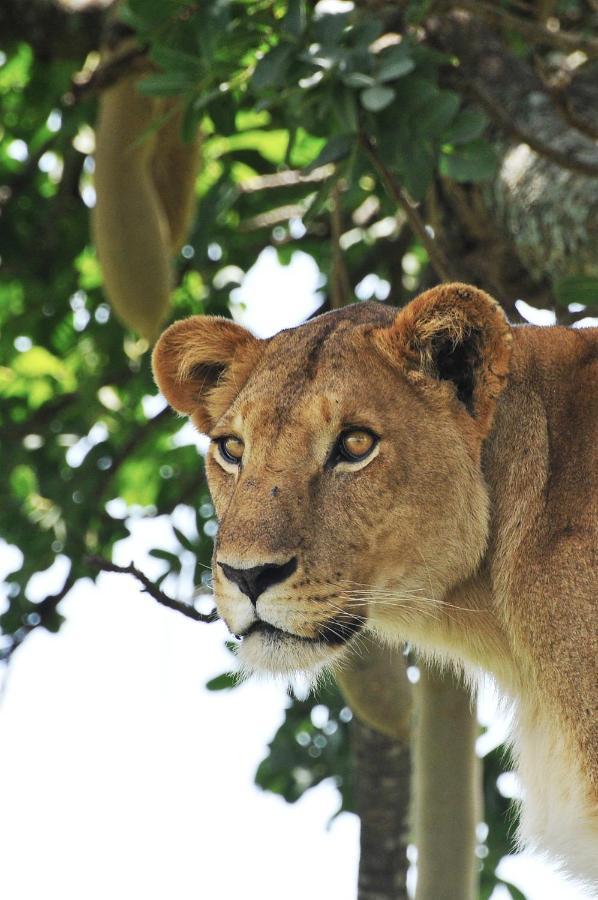 Apoka Safari Lodge Loitanit Екстериор снимка